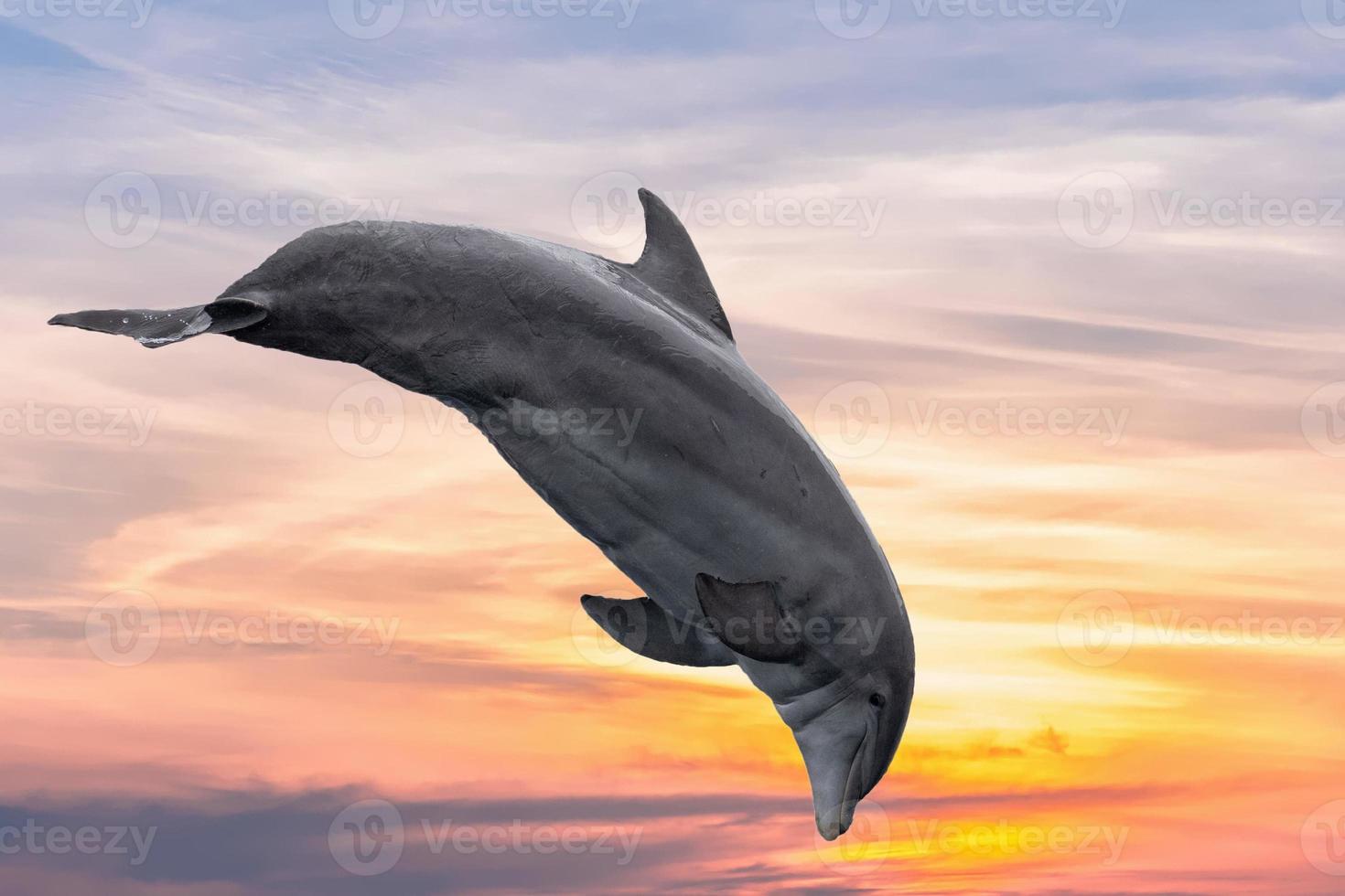 common dolphin jumping outside the ocean in the sunset photo