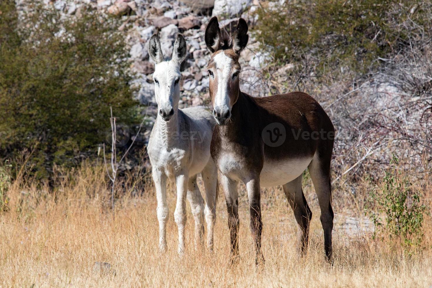 Brown donkey portrait photo