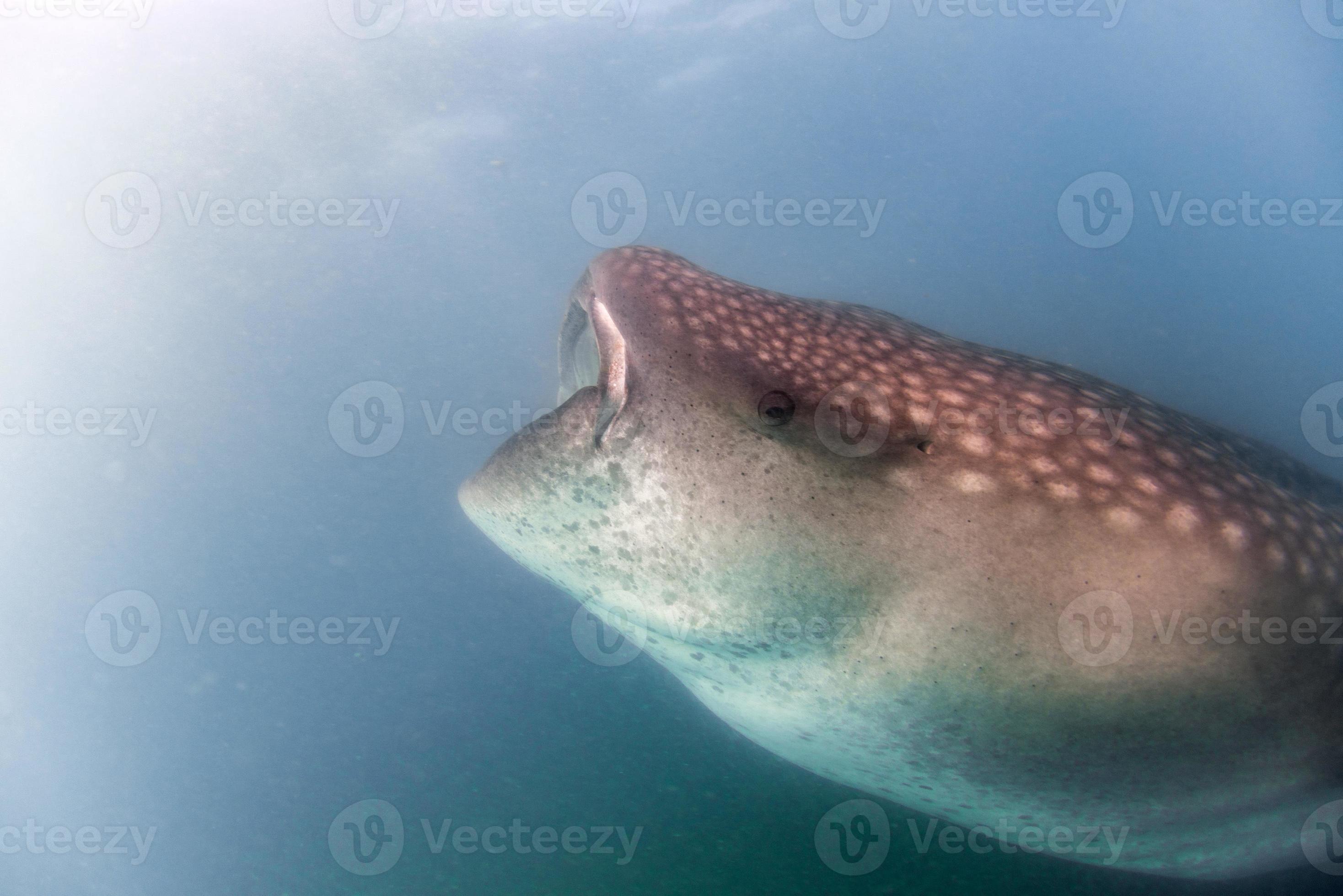Whale Shark close up underwater portrait eating plancton 17237244 Stock