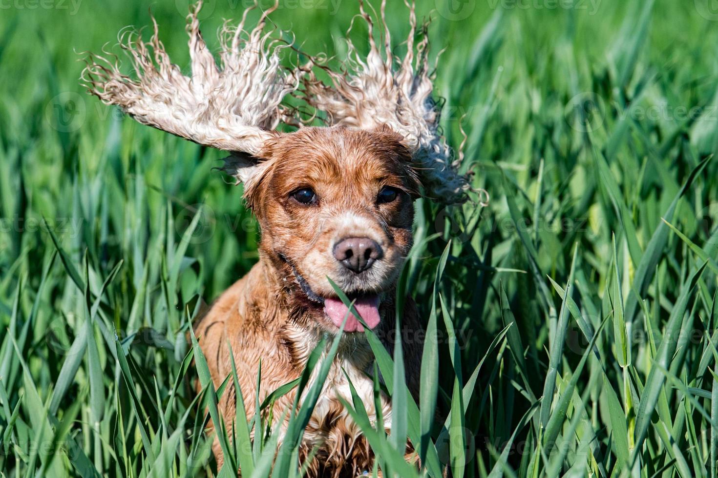 feliz perro joven cocker spaniel inglés mientras corre hacia ti foto