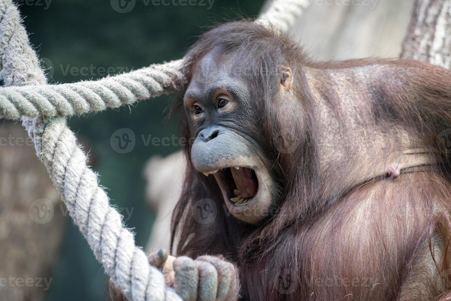 orangutan monkey close up portrait photo