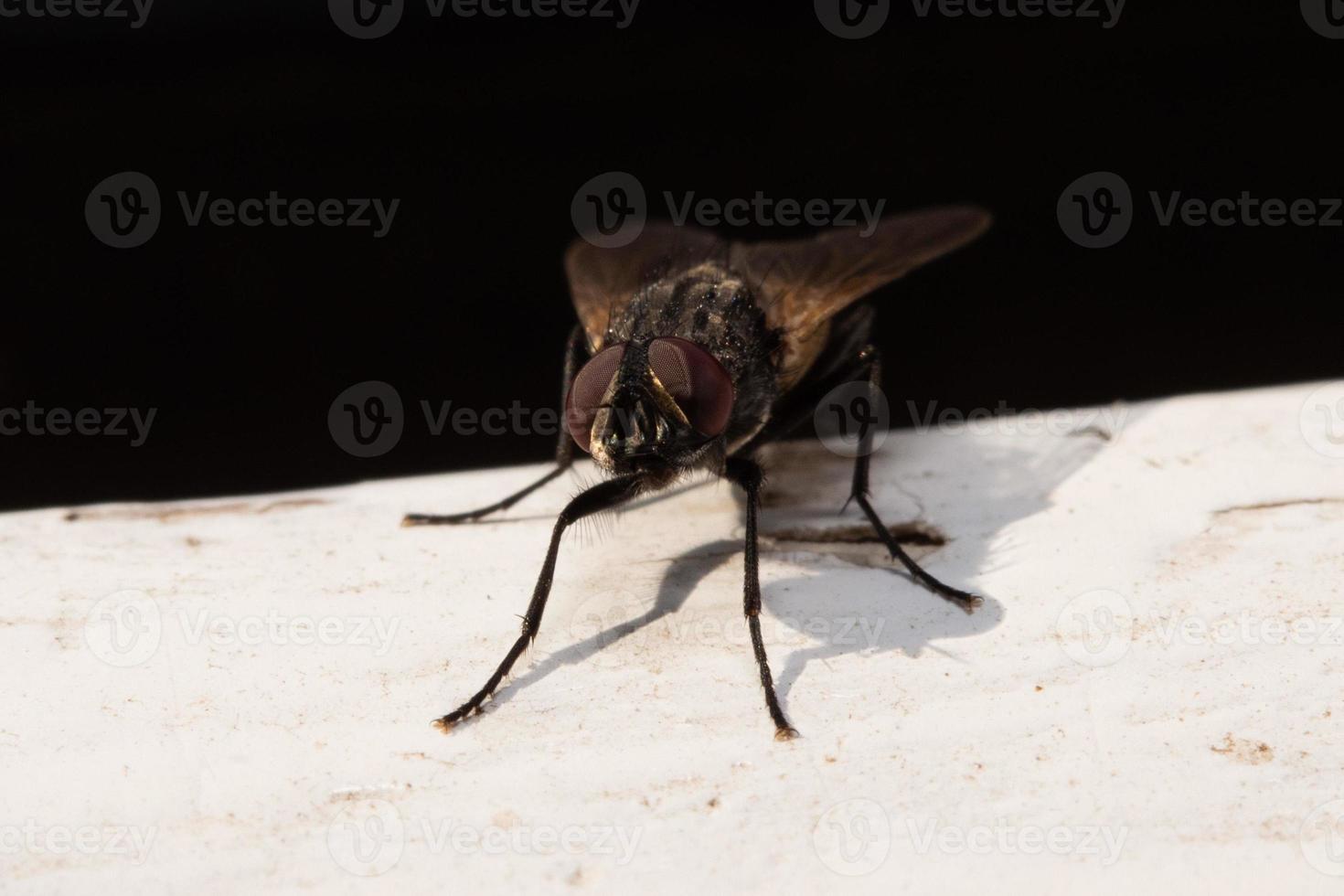 fly macro close up portrait photo