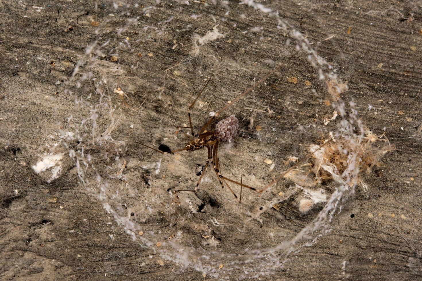 araña escupidora con huevos foto