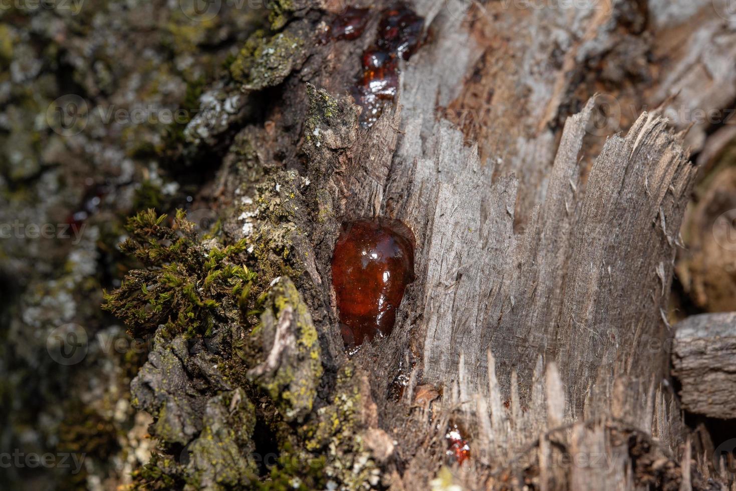 tree natural amber resin detail close up photo
