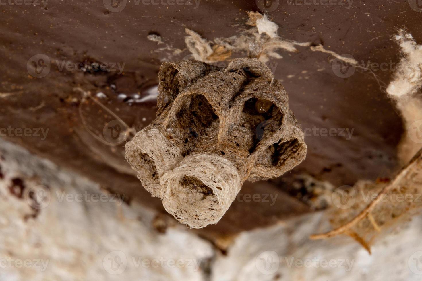wasp nest macro photo