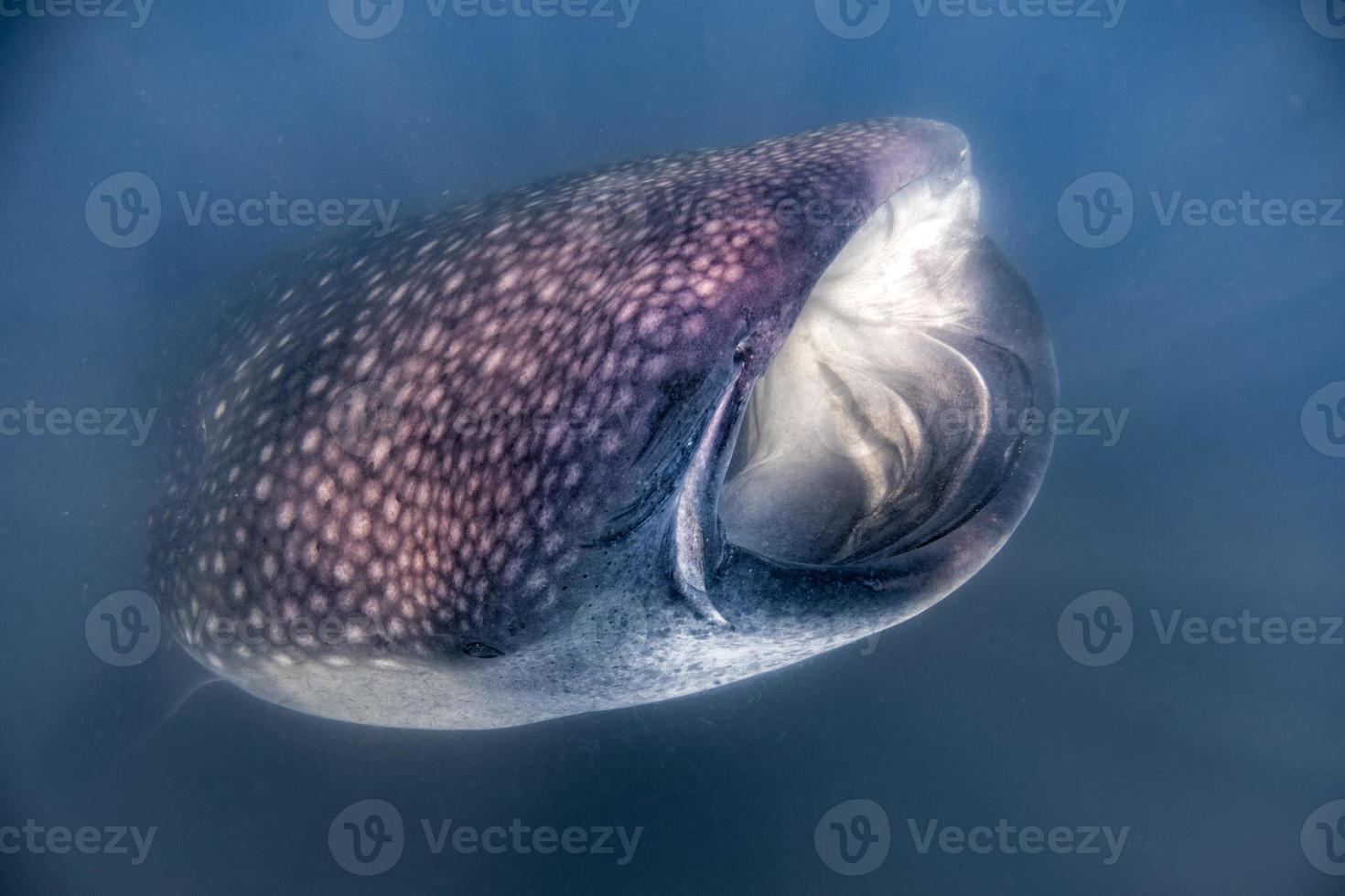 Whale Shark close up underwater portrait eating plancton photo