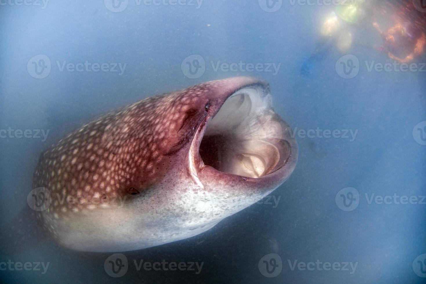 Whale Shark close up underwater portrait eating plancton 17237954 Stock