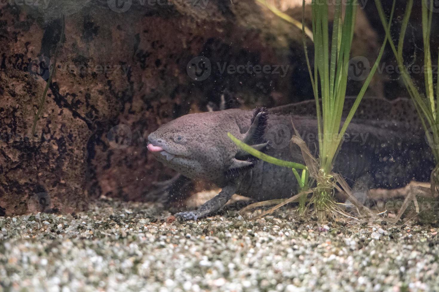 axolotl mexican salamander portrait underwater photo