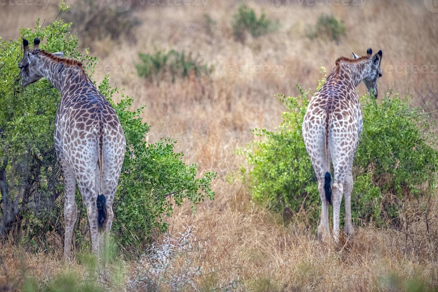 giraffe in kruger park south africa photo