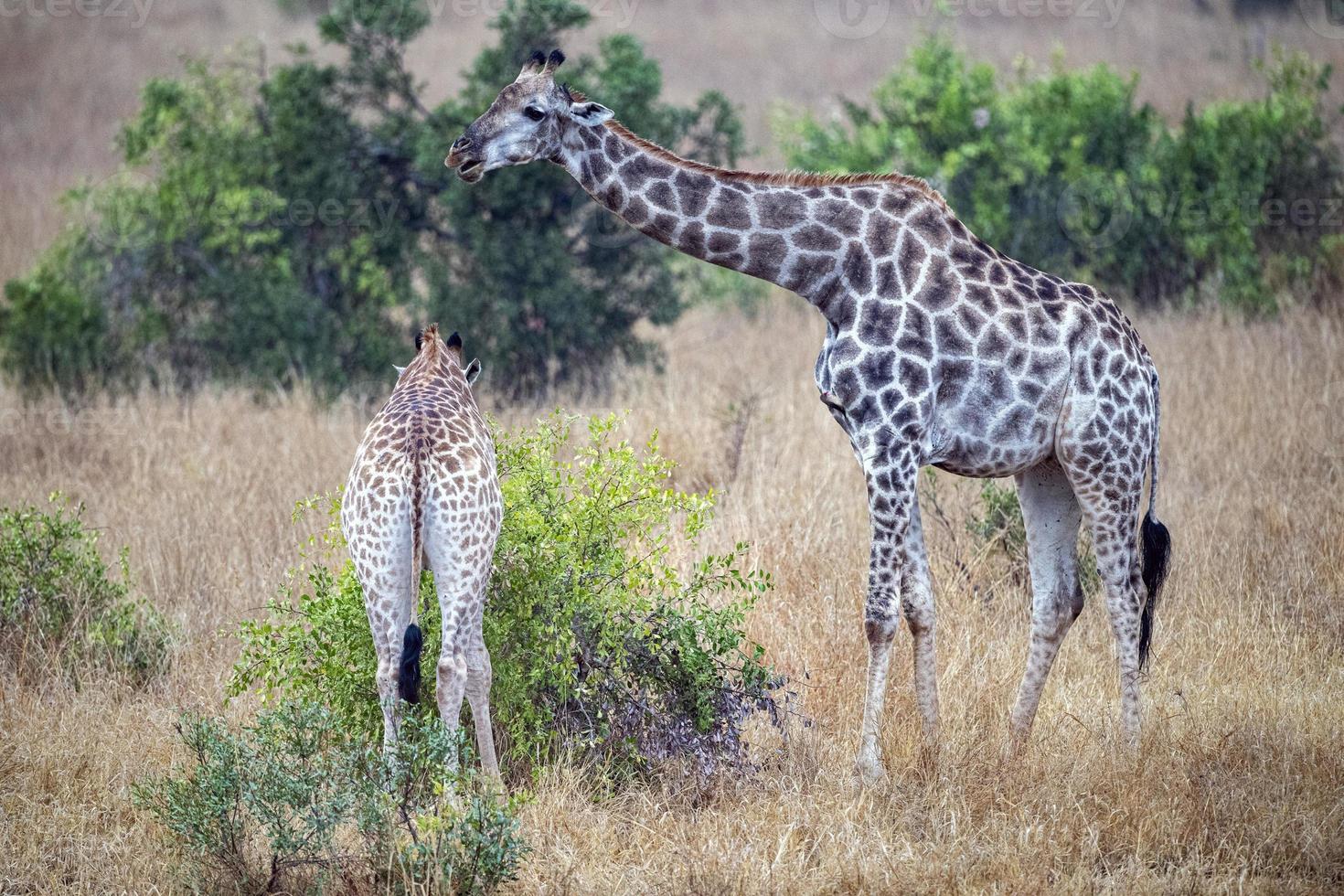 jirafa en el parque kruger sudáfrica foto