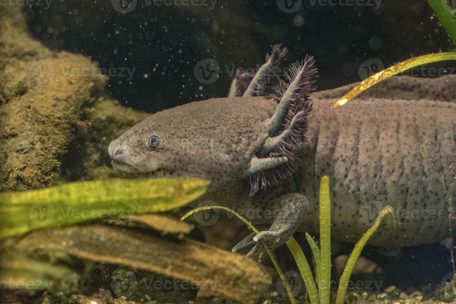 axolotl mexican salamander portrait underwater photo