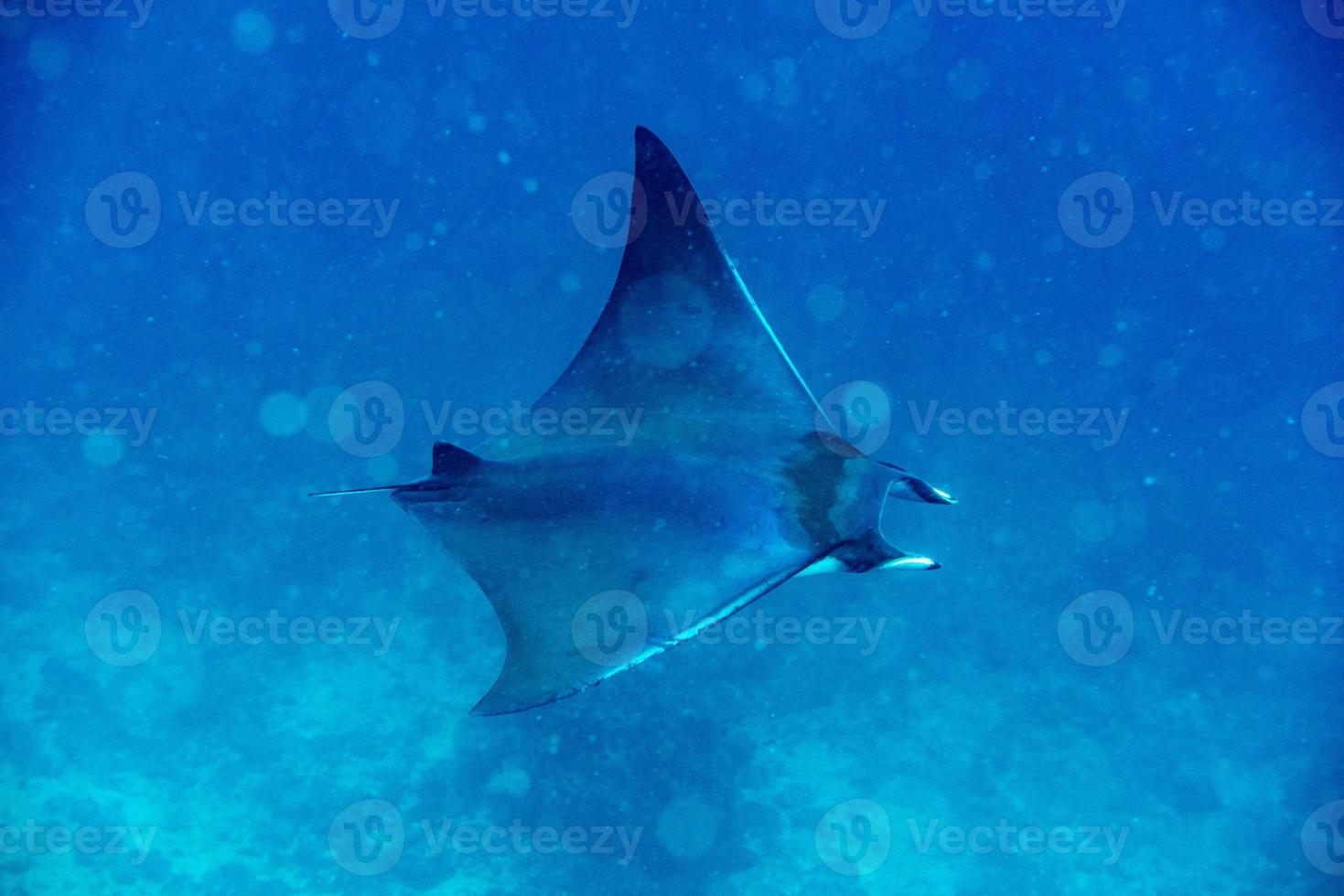 Nusa Penida Bali Manta ray close up portrait photo