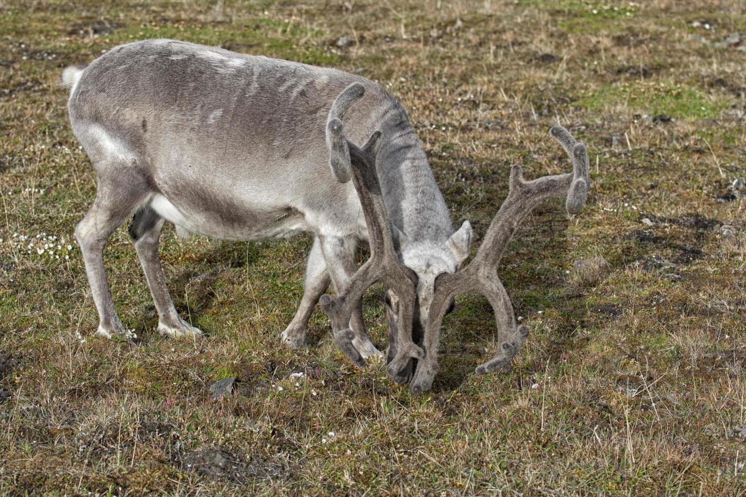 wild reindeer in Spitzbergen photo