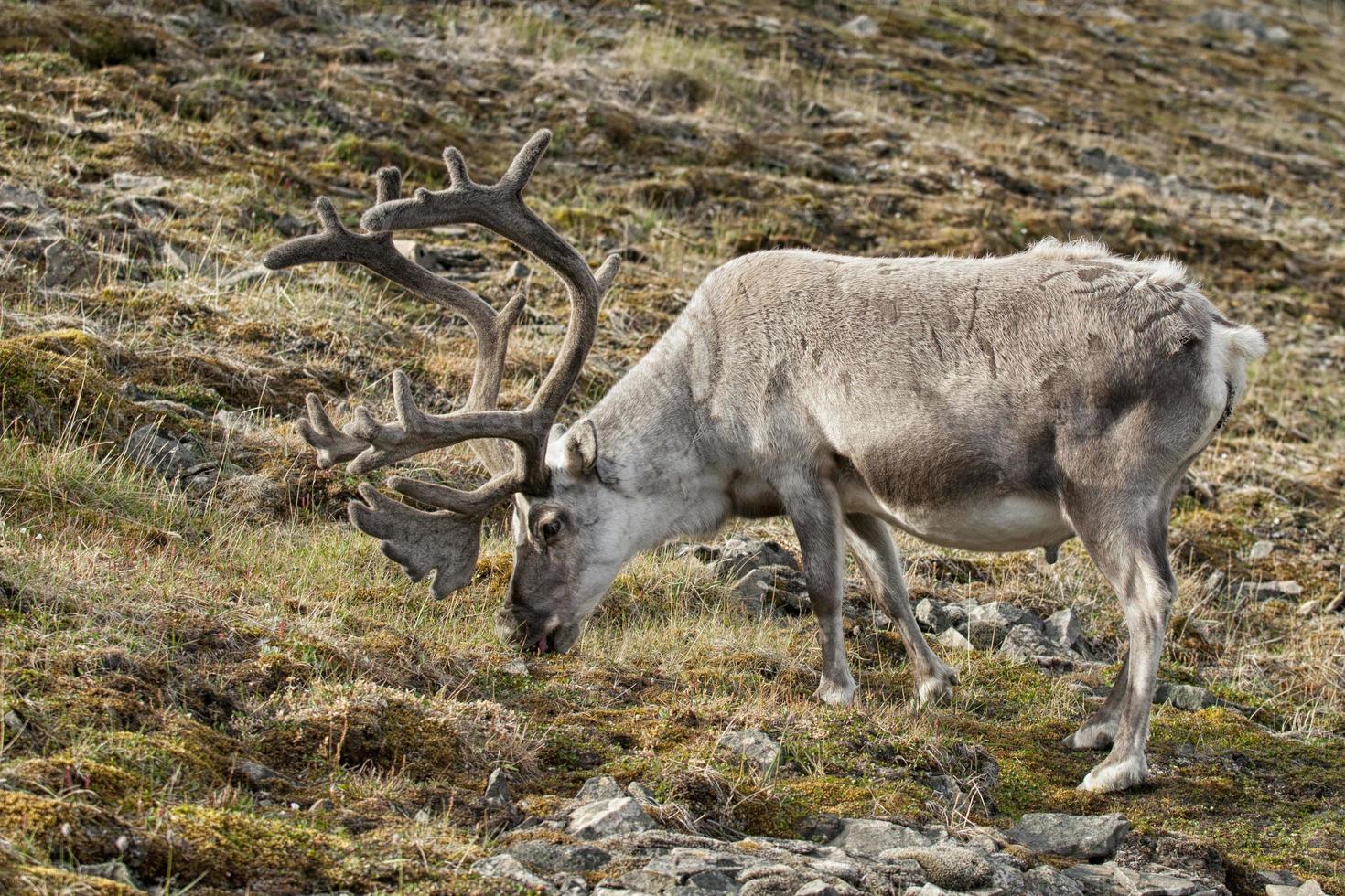 wild reindeer in Spitzbergen photo
