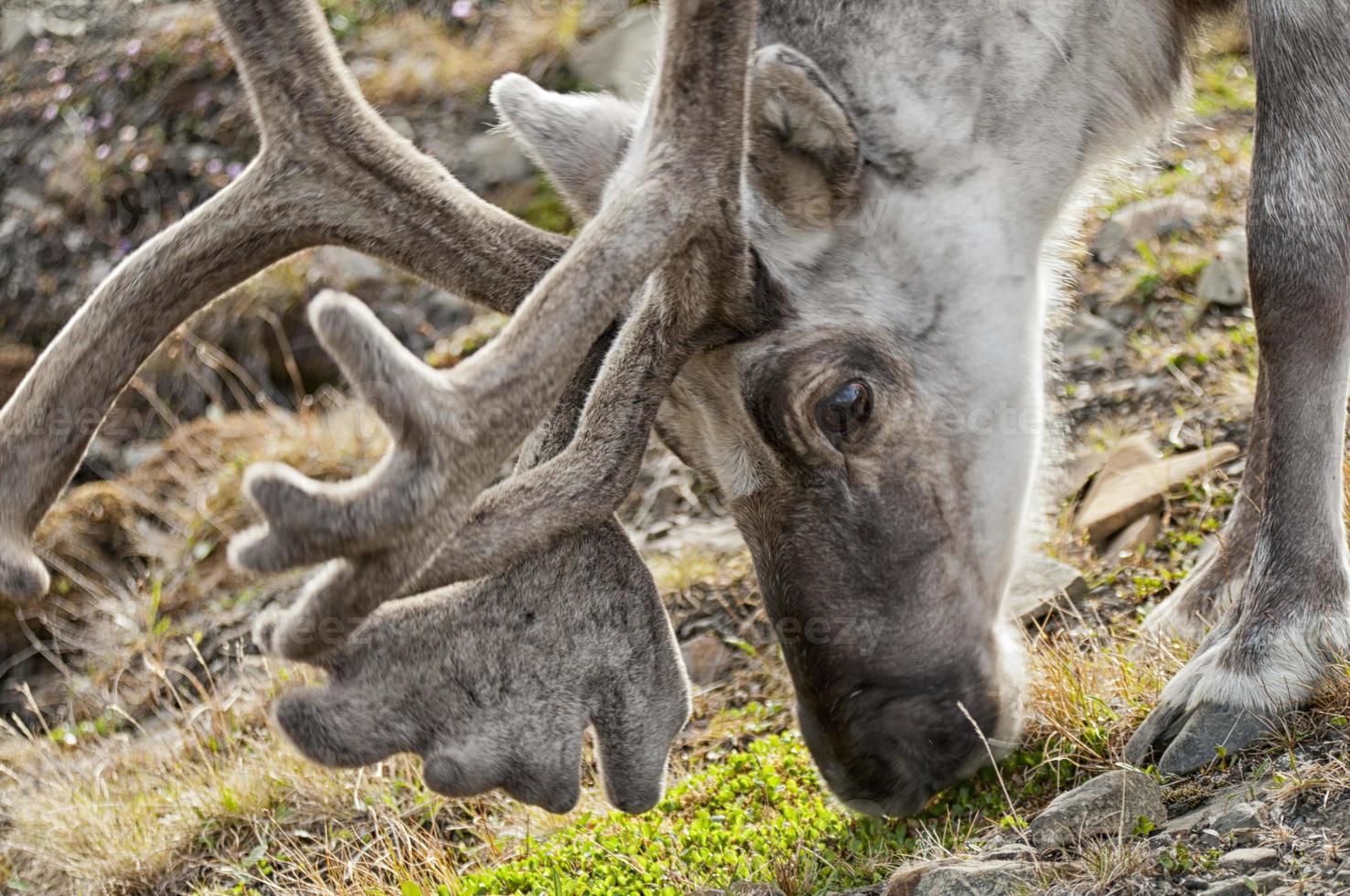 wild reindeer in Spitzbergen photo