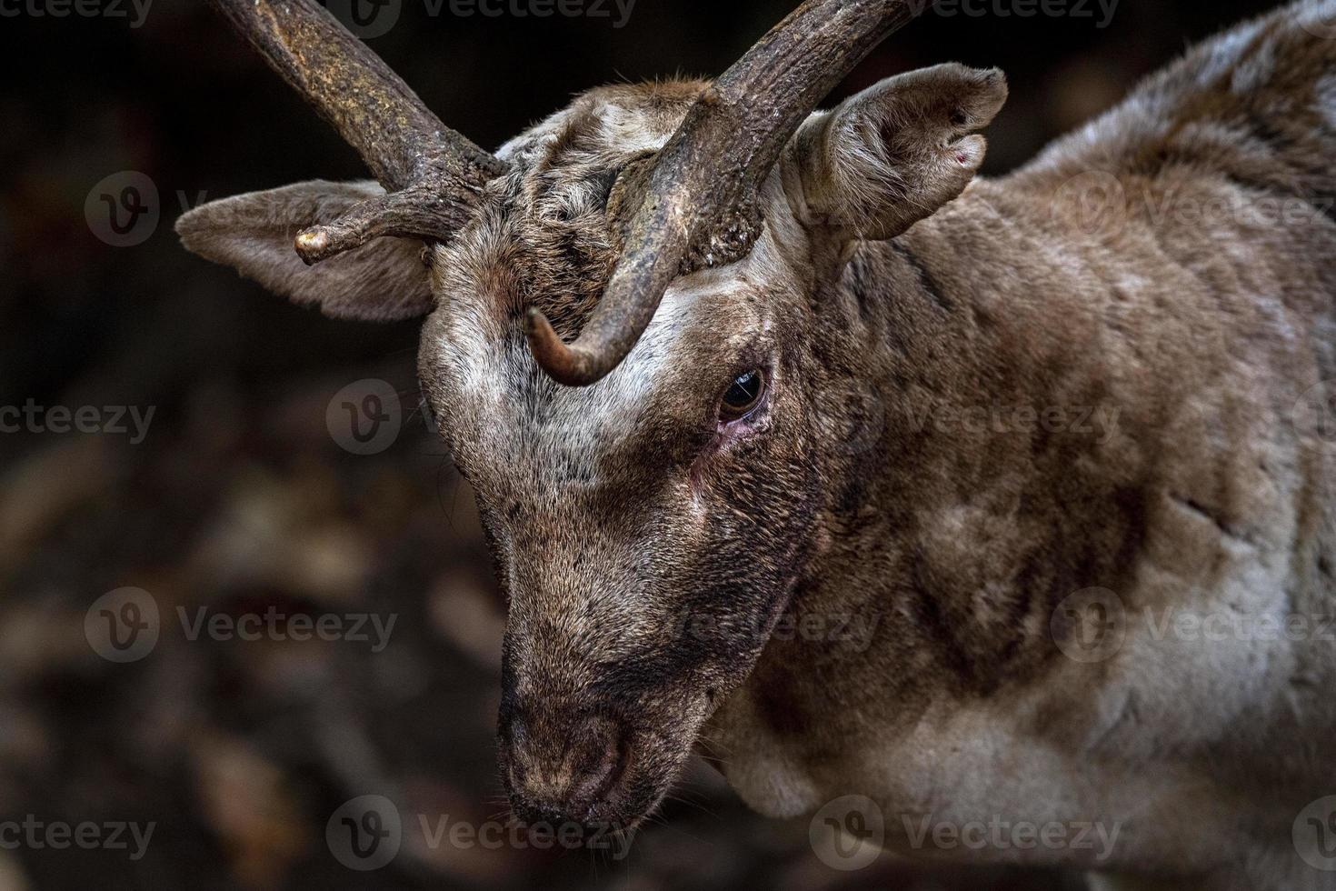 fallow deer in love season photo