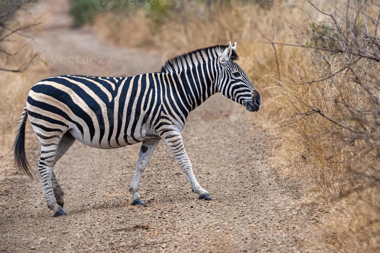 zebra crossing in kruger park south africa photo