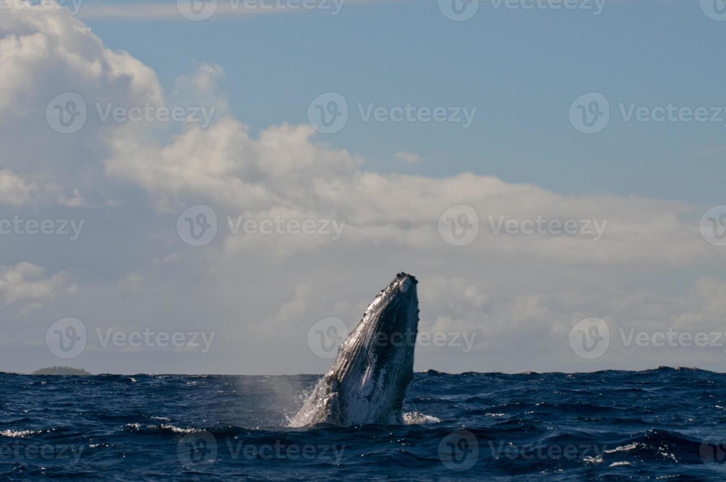 Humpback whale tail going down in blue polynesian sea photo