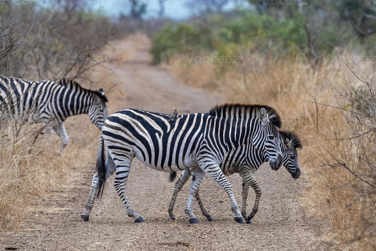 zebra crossing in kruger park south africa photo