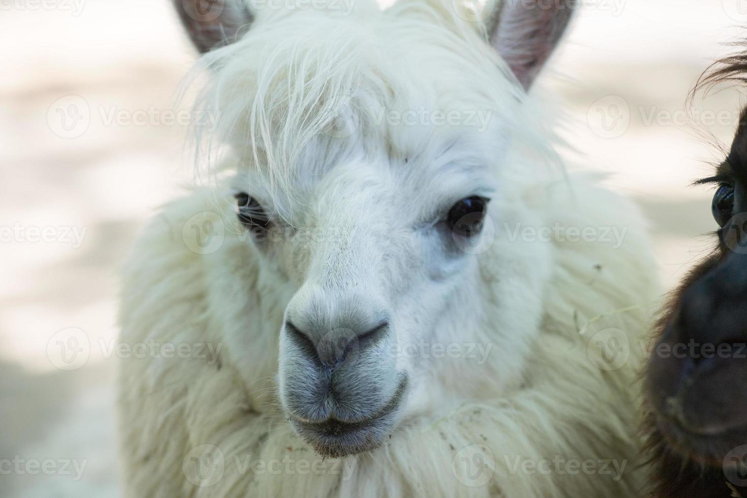 alpaca portrait while looking at you photo