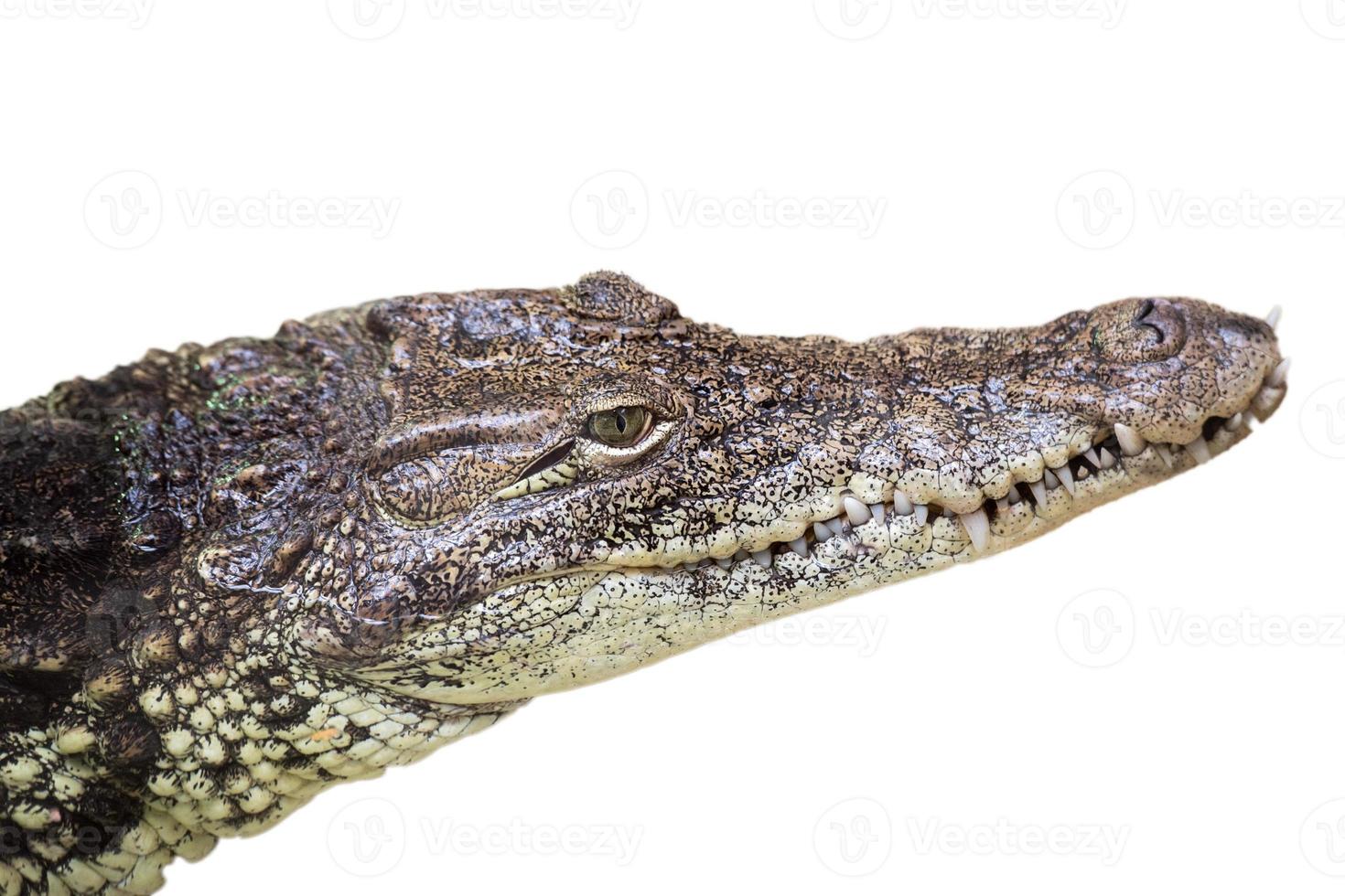 Crocodile Alligator eye close up isolated on white photo