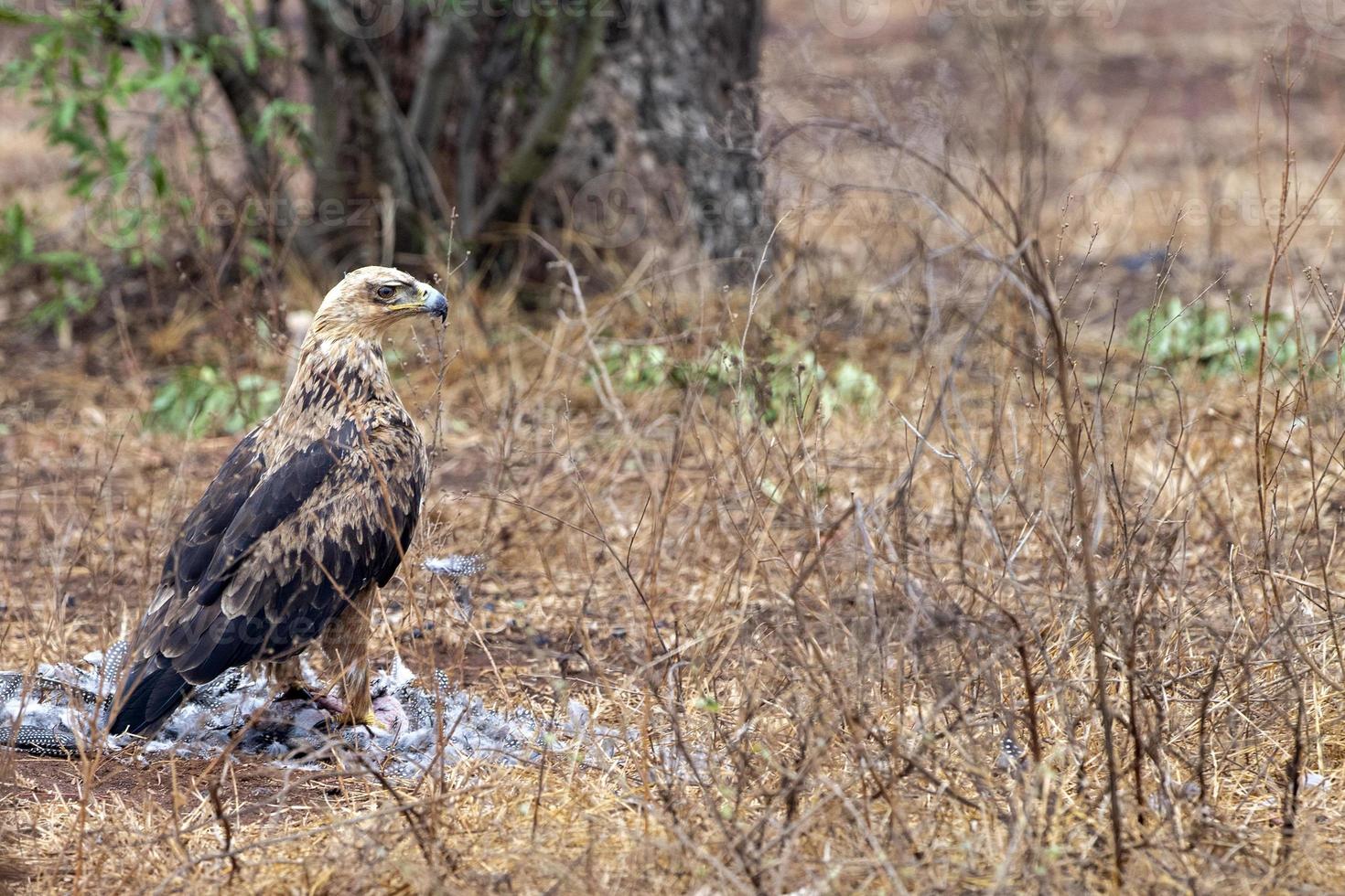 tawny eagle in kruger park south africa photo