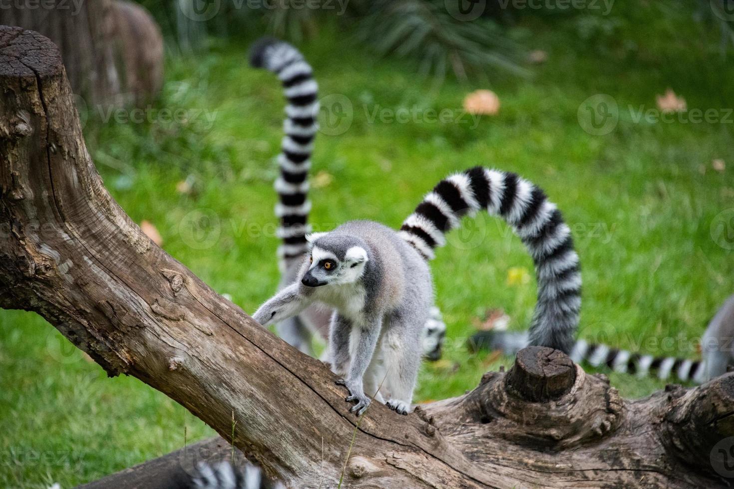 lemur monkey while on a tree branch photo