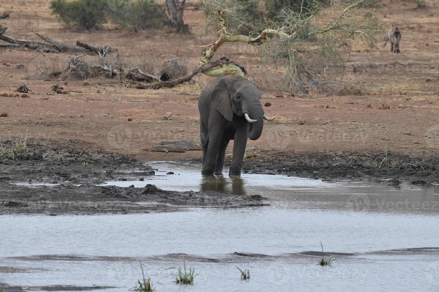 elephant  drinking at the pool in kruger park south africa photo