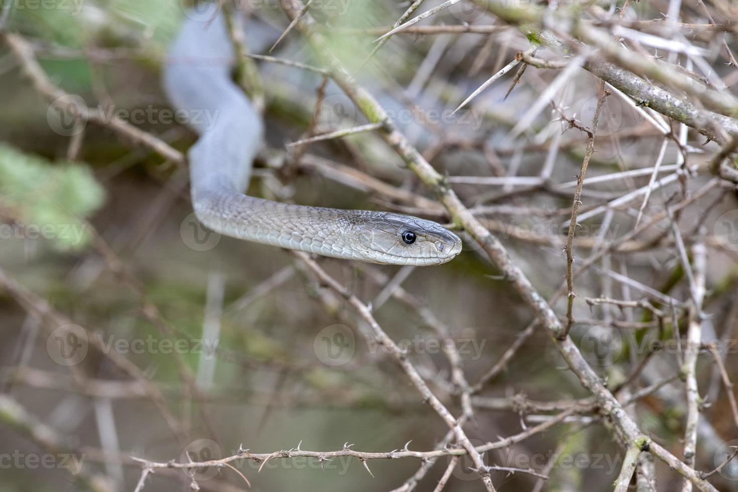 Black mamba snake south africa close up photo