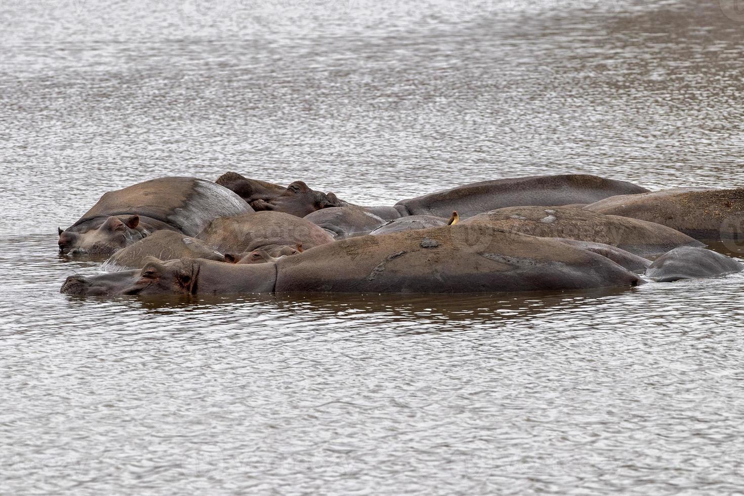 hippos in kruger park south africa photo