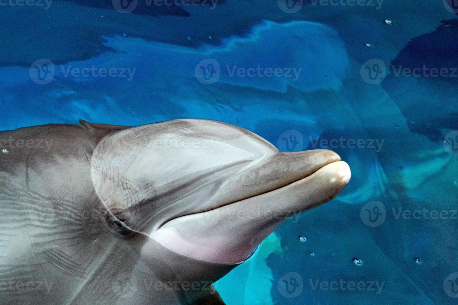 dolphin close up portrait detail while looking at you photo