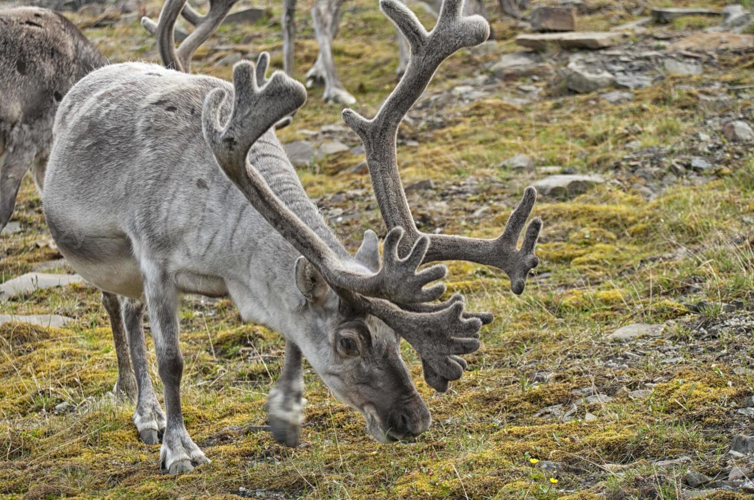 wild reindeer in Spitzbergen photo