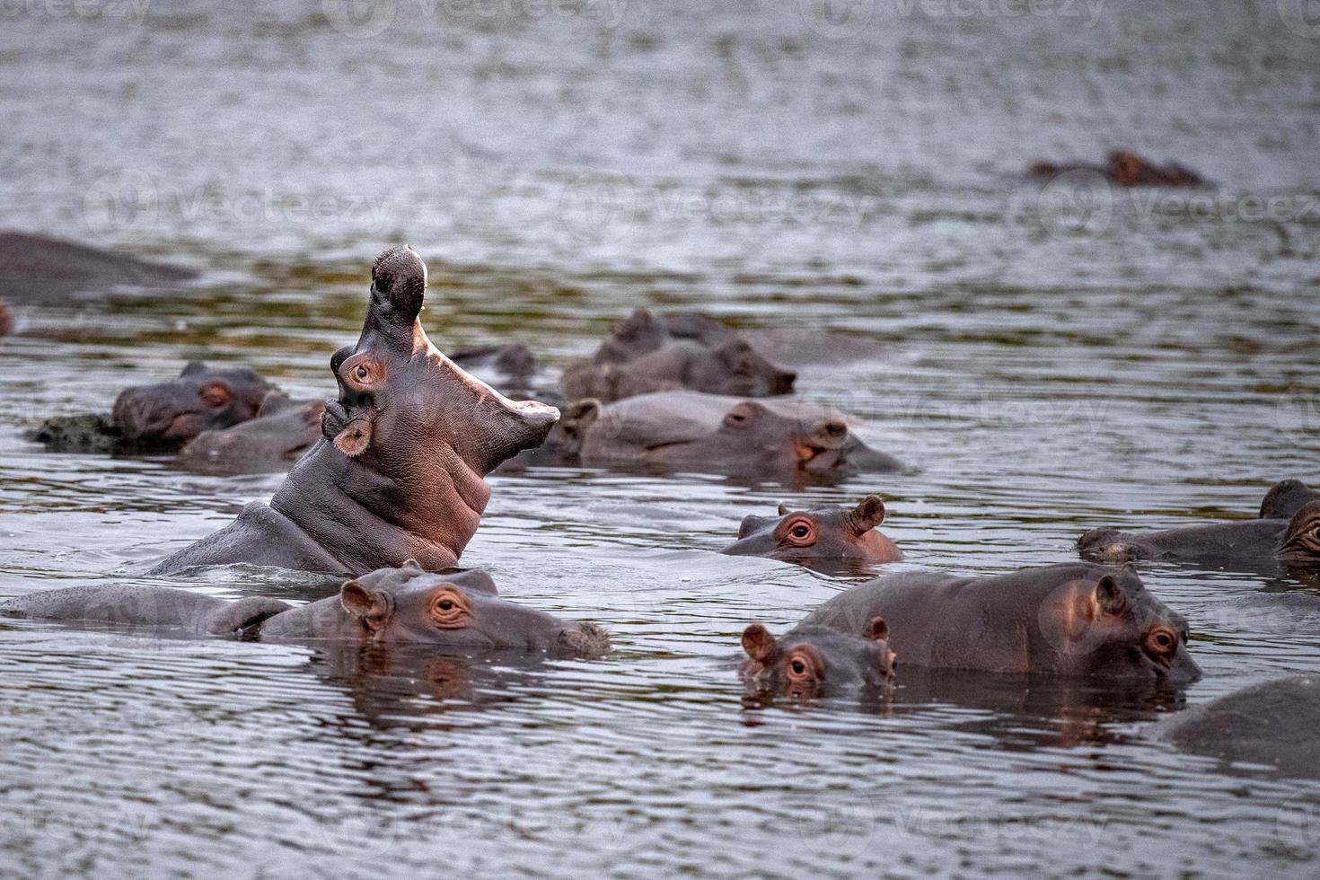 hippos fighting in kruger park south africa photo