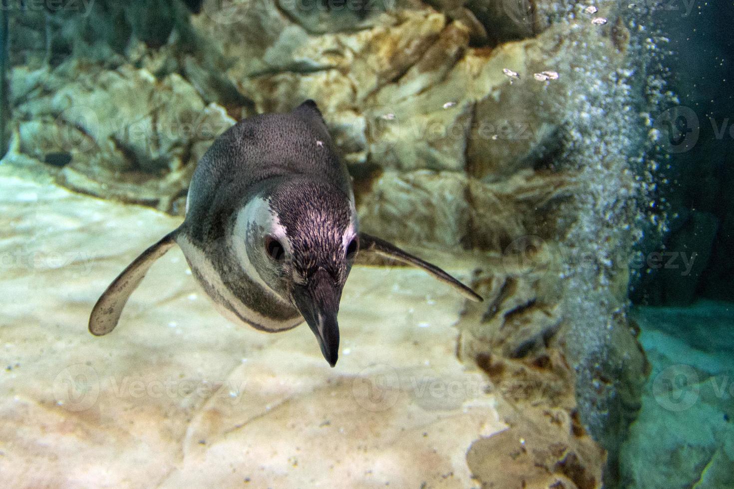 penguin underwater coming to you photo