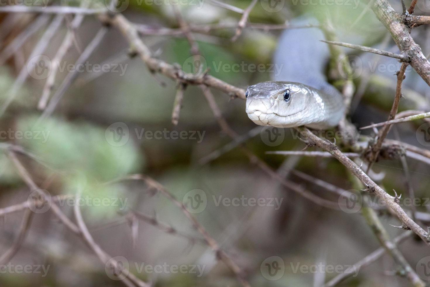 Black mamba snake south africa close up photo