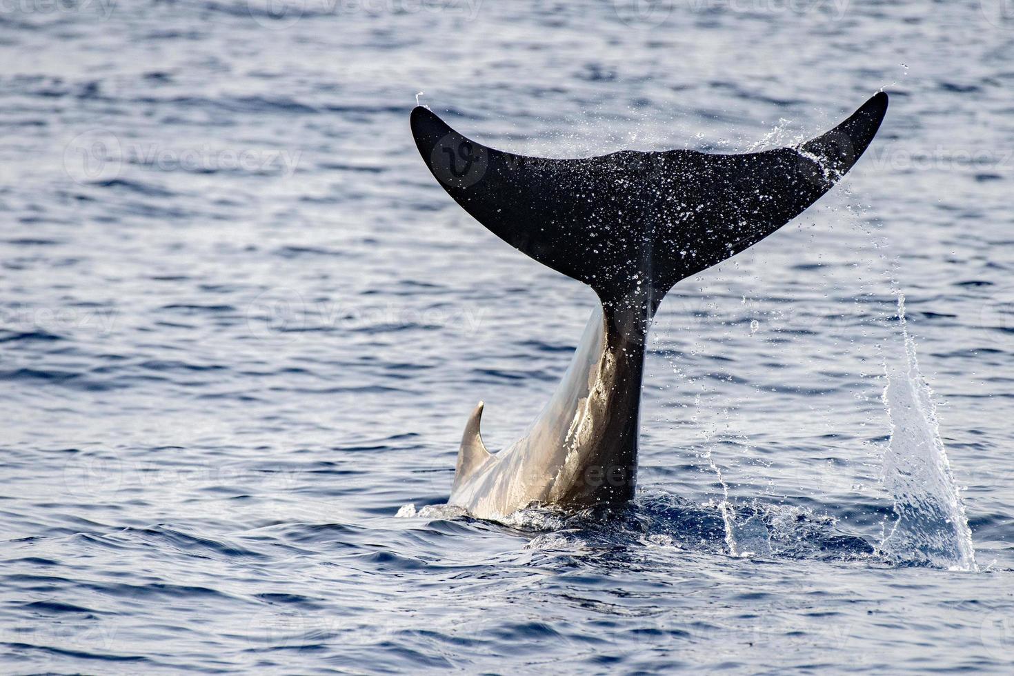 Rare Goose Beaked whale dolphin Ziphius cavirostris photo