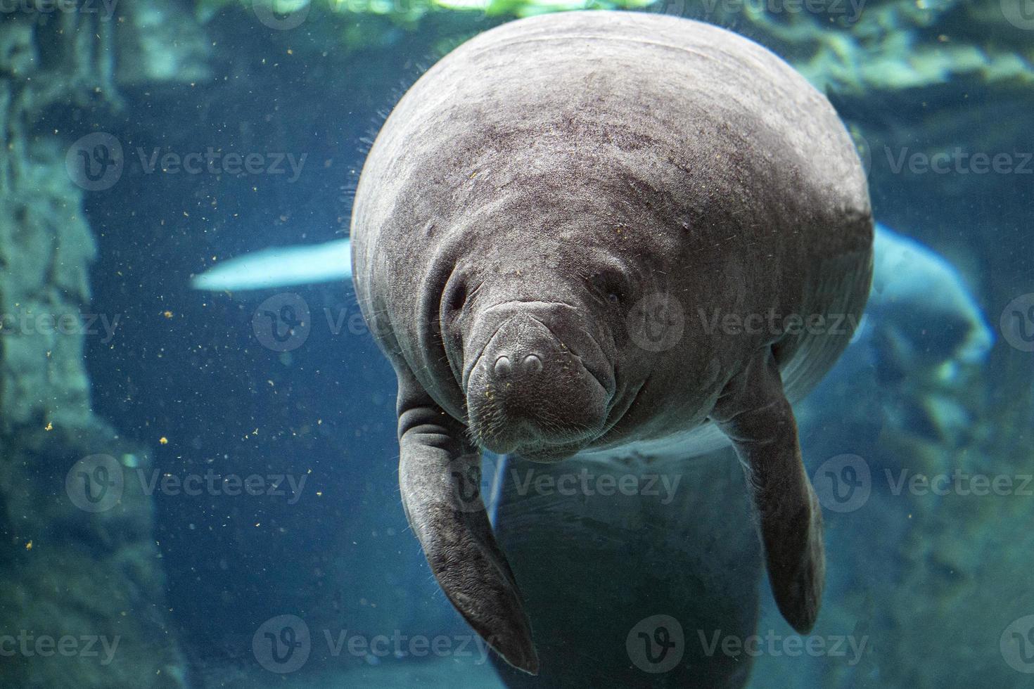 manatee close up portrait looking at you photo