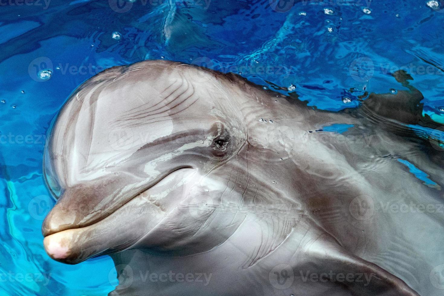 dolphin close up portrait detail while looking at you photo