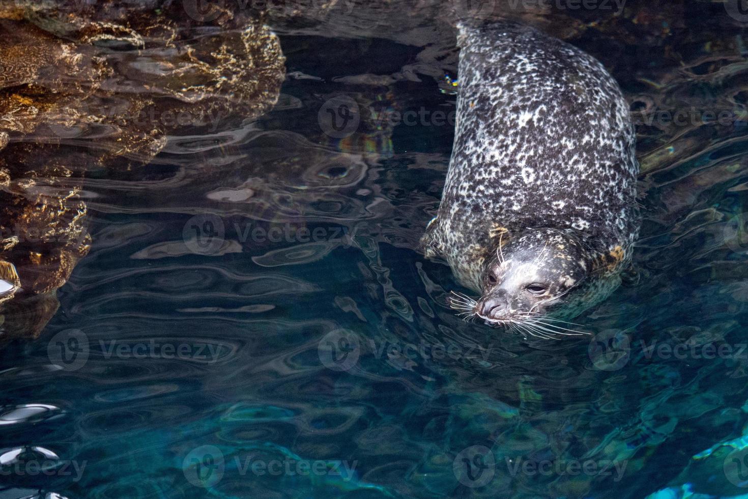 newborn puppy monk grey seal coming to you photo