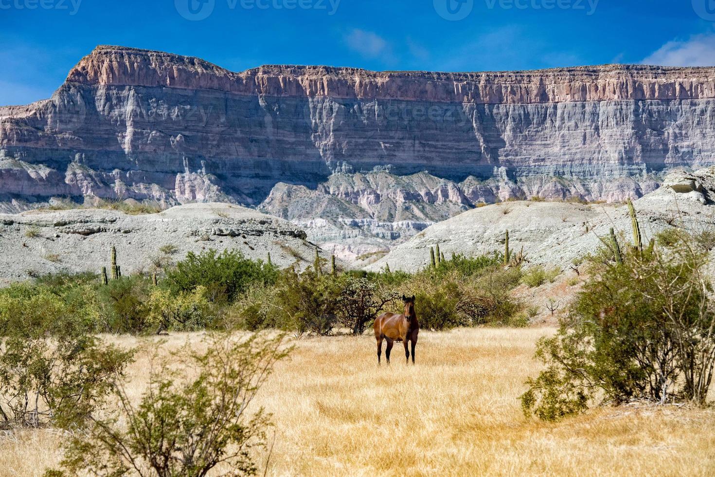 wild horses in Baja California desert photo