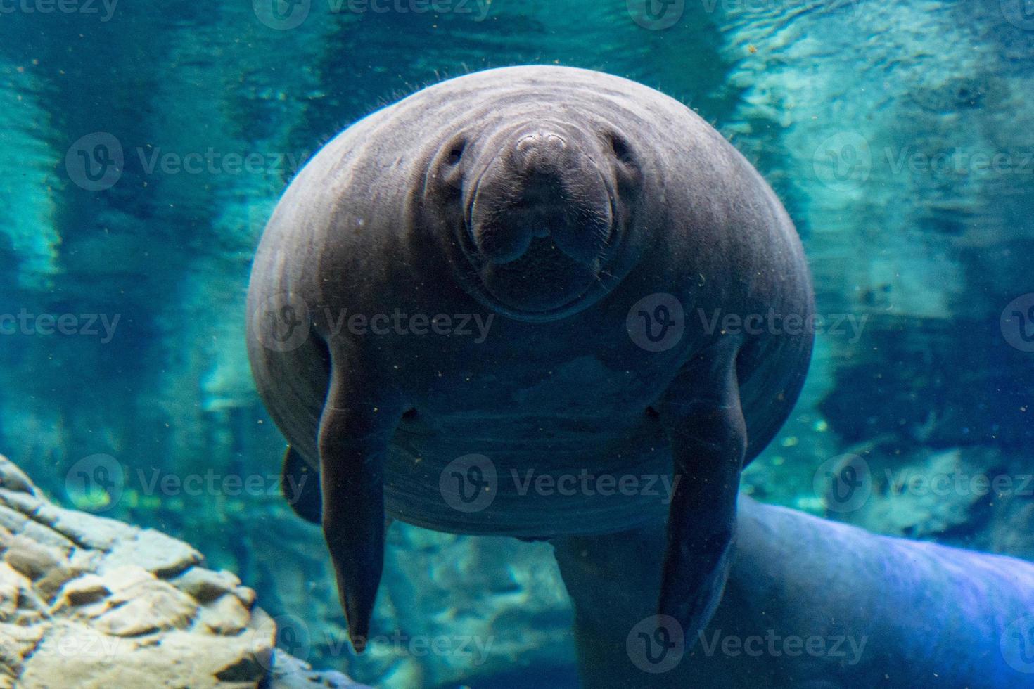 newborn baby manatee close up portrait photo