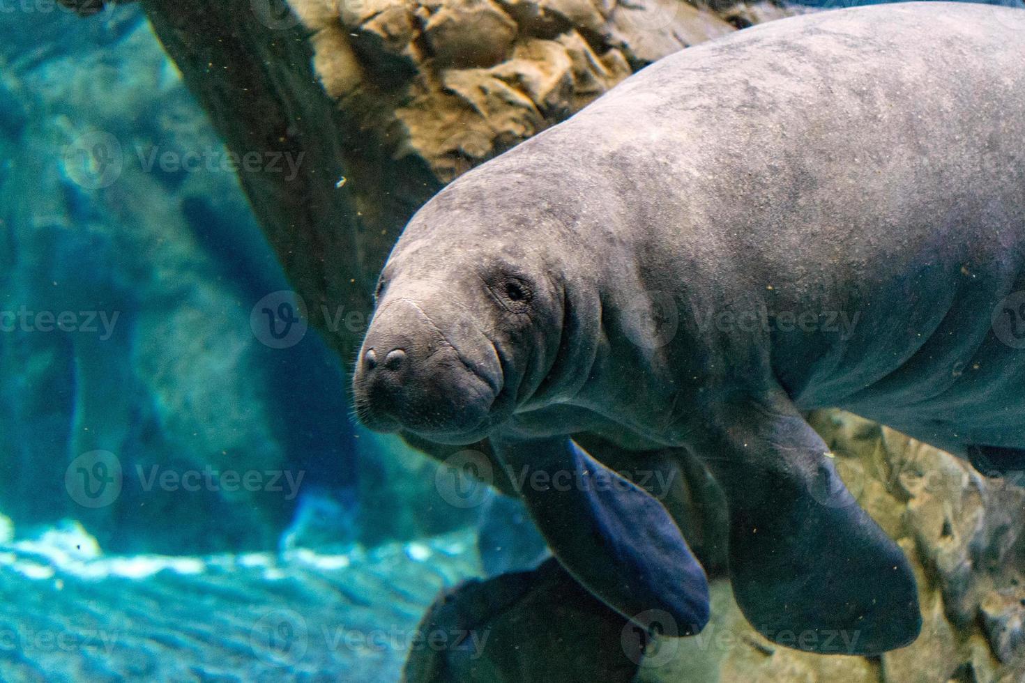 newborn baby manatee close up portrait photo