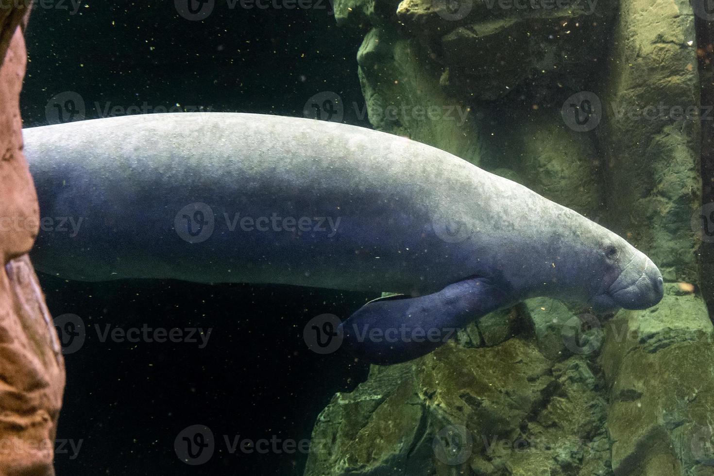 Manatee underwater close up photo