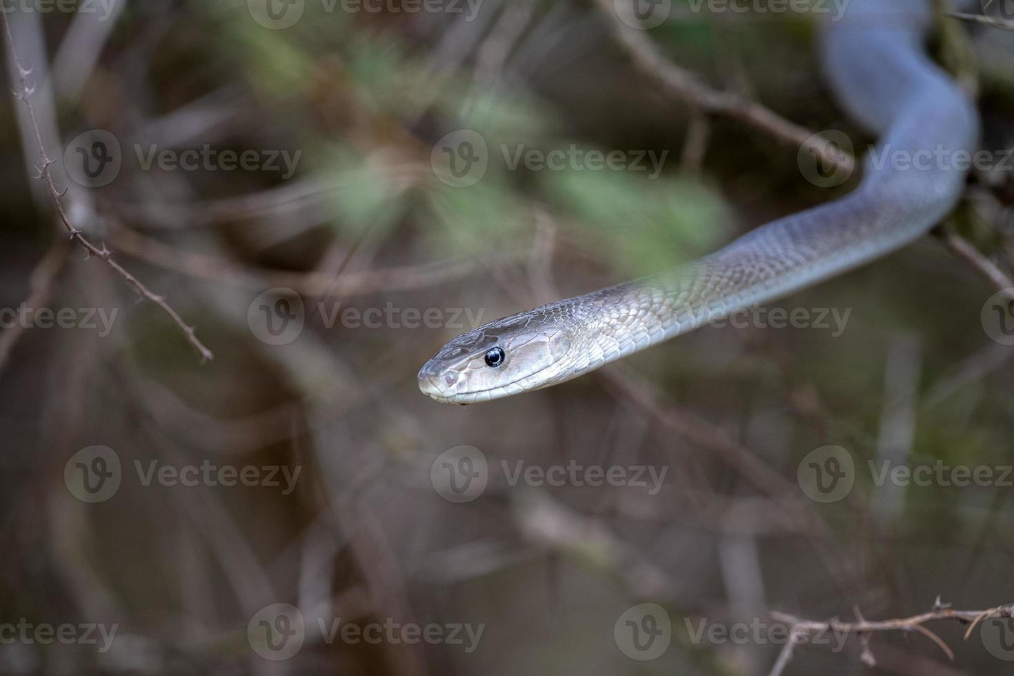 serpiente mamba negra sudáfrica cerrar foto