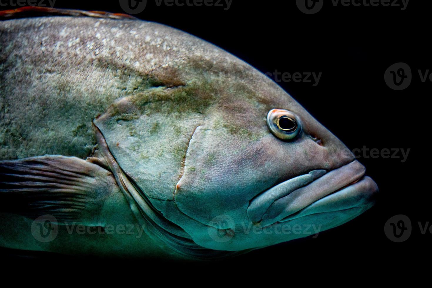 colorful grouper isolated on black photo