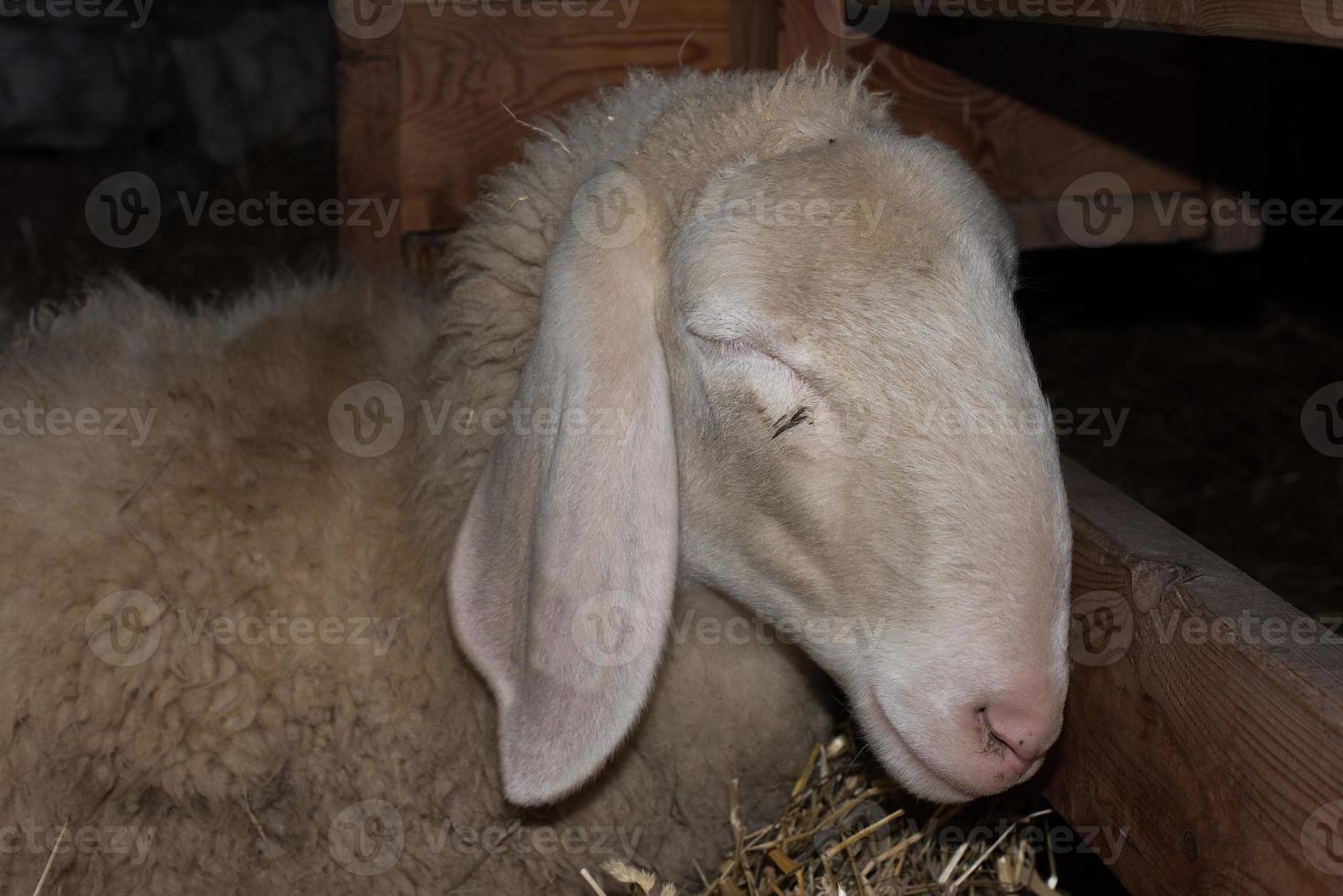 oveja durmiendo sobre otra oveja foto