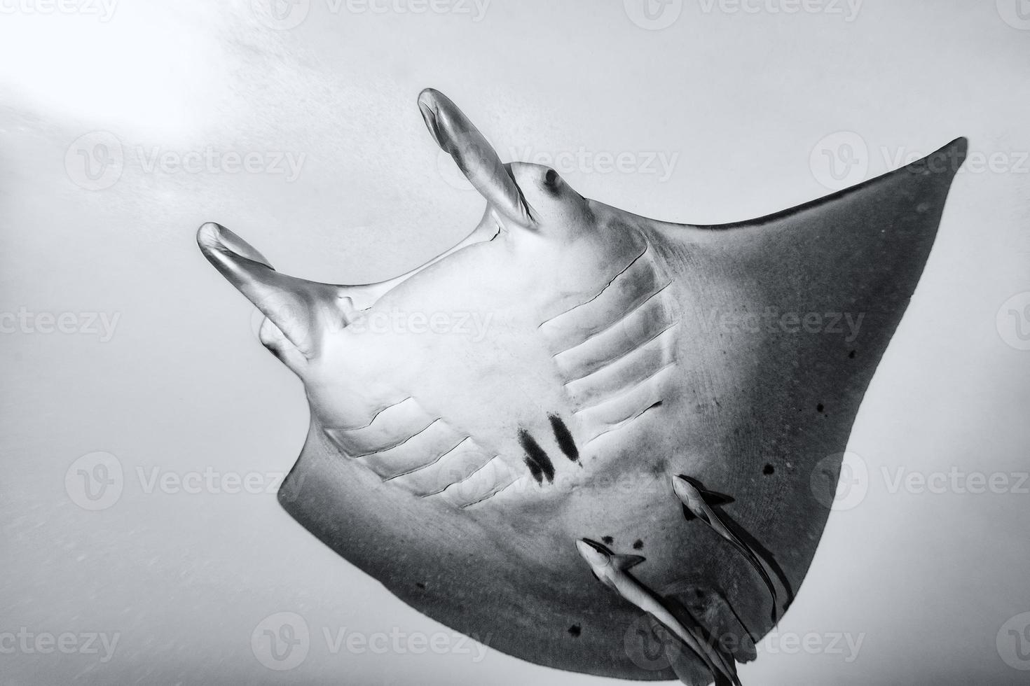 Manta underwater in black and white bora bora polynesia photo