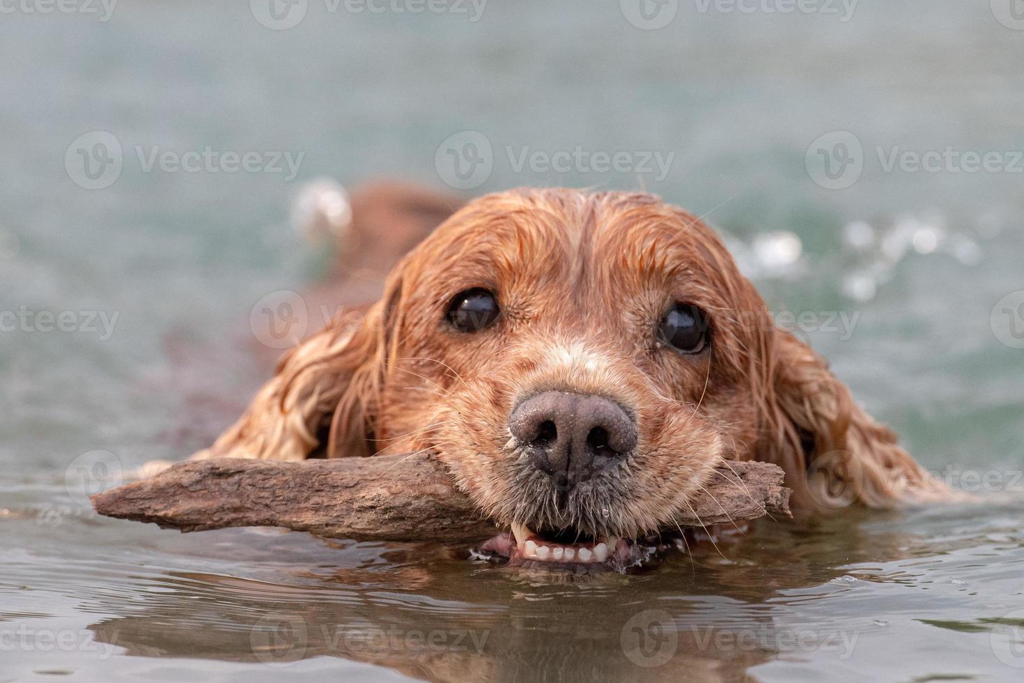 Puppy young dog English cocker spaniel while running in the water photo