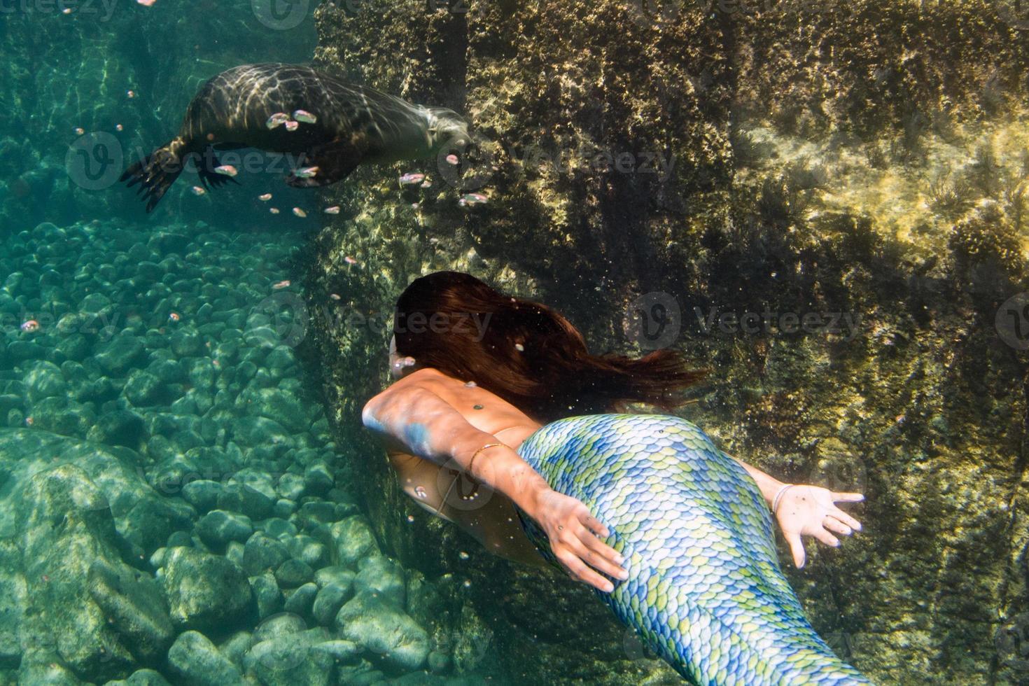 Mermaid swimming underwater in the deep blue sea with a seal photo