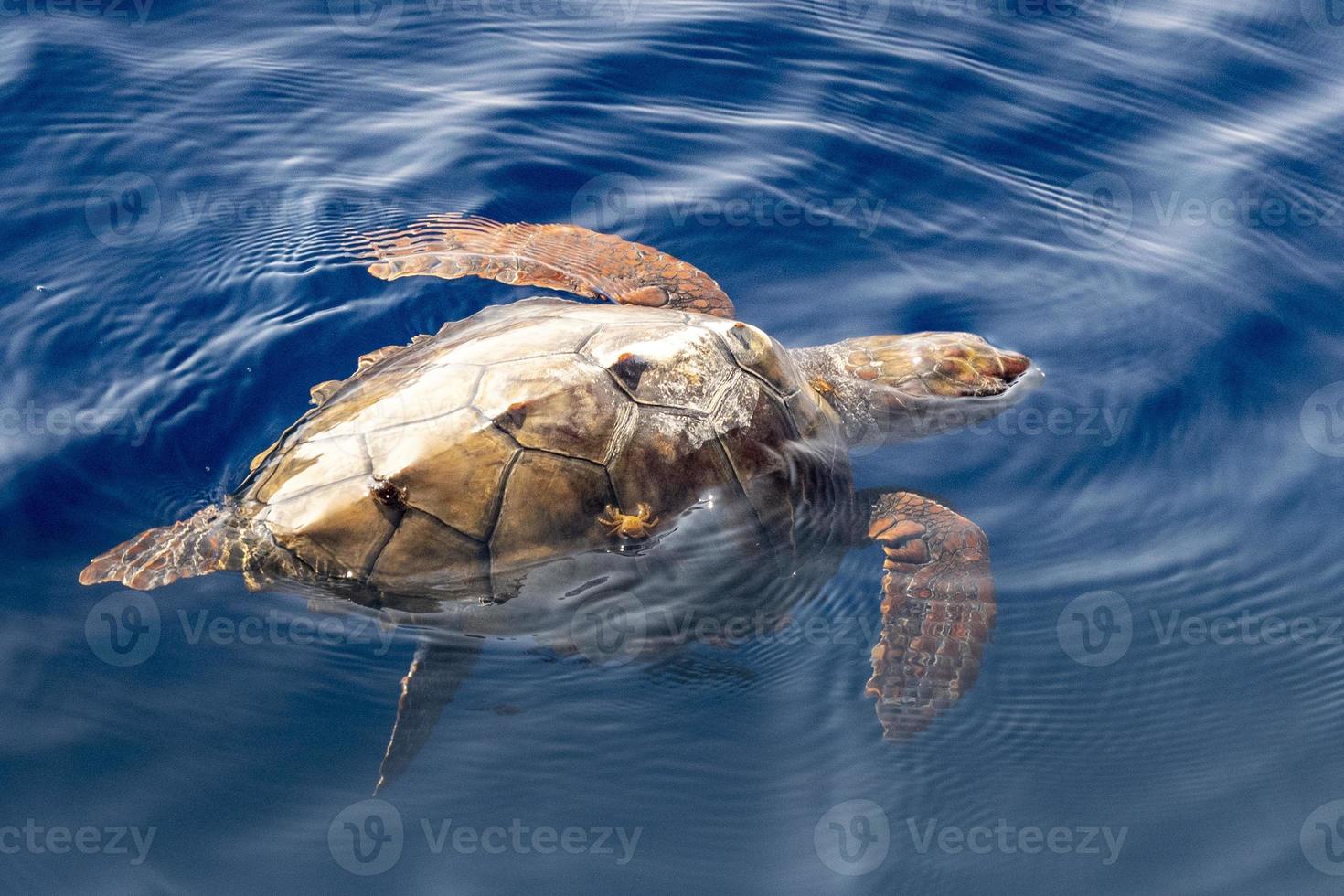 tortuga caretta cerca de la superficie del mar para respirar con cangrejos en la espalda foto